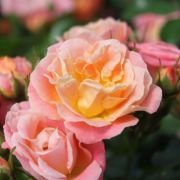  Rosa Peach Drift cserepes rzsa
