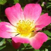  Rosa Pink Drift cserepes rzsa