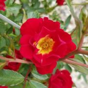  Rosa Red Drift cserepes rzsa
