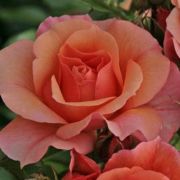  Rosa Aprikola cserepes rzsa