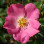  Rosa Fortuna cserepes rzsa