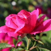  Rosa Gartenfreund cserepes rzsa