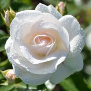  Rosa Innocencia cserepes rzsa