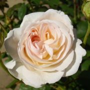  Rosa Lions-Rose cserepes rzsa