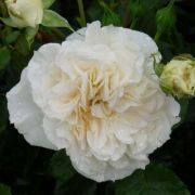  Rosa Petticoat cserepes rzsa