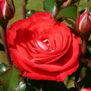  Rosa Planten un Blomen cserepes rzsa