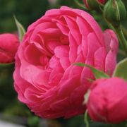  Rosa Pomponella cserepes rzsa