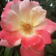  Rosa Roseromantic cserepes rzsa