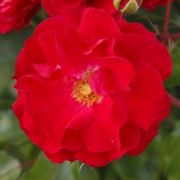  Rosa Rotilia cserepes rzsa