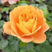  Rosa Orange cserepes rzsa