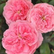 Rosa Allure cserepes rzsa