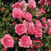  Rosa Asteria cserepes rzsa