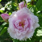  Rosa Fimbriata cserepes rzsa