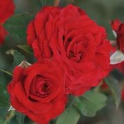  Rosa Carmine cserepes rzsa