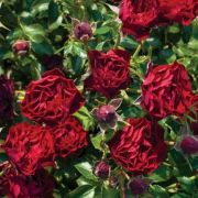  Rosa Coral™ cserepes rózsa (azonnal szállítható)