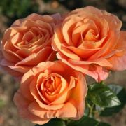  Rosa Bengali cserepes rzsa