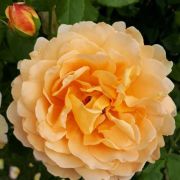  Rosa Sonnenwelt cserepes rzsa