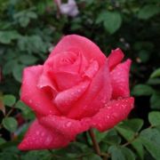  Rosa Cherry Lady cserepes rzsa