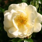  Rosa Sunny Rose cserepes rzsa