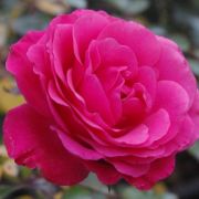  Rosa Bndearg cserepes rzsa