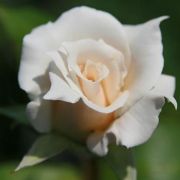 Rosa Fehr cserepes rzsa