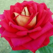  Rosa Srga - Piros cserepes rzsa