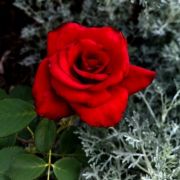  Rosa Kardinal cserepes rzsa