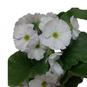  Fehér Primula OBconica 14 cm-es cserépben, 1 db