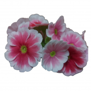  Rózsaszín-fehér Primula Obconica 14 cm cserépben, 1 db