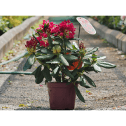  Rhododendron 20-25 cm