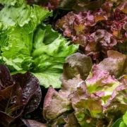 Oázis Salanova fejes saláta palánta tálcában