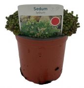  Sedum lydium sziklakerti évelő