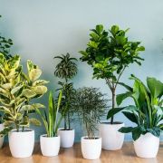  Friss szobanövények