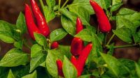 Oázis Tabasco chili paprika palánta 12 cm-es cserépben