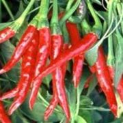 Thai Dragon erteljesen csps chili paprika palnta 12 cm-es cserpben