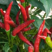 Ozis Thai red kzepesen csps chili paprika palnta 12 cm-es cserpben (szllts Mjus 10 - 17 kztt)