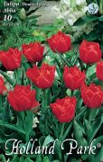  Double Early Abba teltvirg tulipn virghagymk 3'