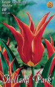  Tulipa Lily flowered Aladdin liliomvirg tulipn virghagymk 2'