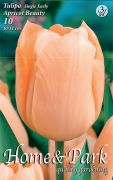  Tulipa Single Early Apricot Beauty korai, egyszer tulipn virghagymk 3'