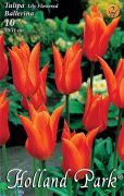  Tulipa Lily flowered Ballerina liliomvirg tulipn virghagymk 2'