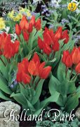  Tulipa Multiflowered Praestans tulipn virghagymk 2'