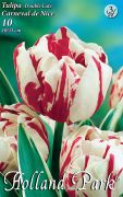  Tulipa Double Late Carneval de Nice teltvirg tulipn virghagymk 3'