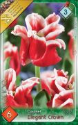 Tulipa Coronet Elegant Crown tulipn virghagymk 2'