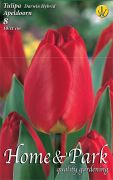  Tulipa Darwin Hybrid Apeldoorn Darwin hibrid tulipn virghagymk 2'