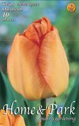 Tulipa Darwin Hybrid Daydream Darwin hibrid tulipn virghagymk 2'