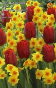  Tulipa-Narcissus Duo Cheerful Company tulipn-nrcisz virghagymk