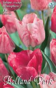  Tulipa Triumph Hemisphere Triumph tulipn virghagymk 3'