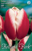  Tulipa Triumph Leen van der Mark Triumph tulipn virghagymk 3'