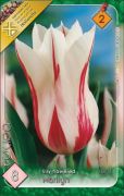  Tulipa Lily flowered Marilyn tulipn virghagymk 2'