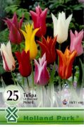  Tulipa Lily flowered mixed vegyes tulipn virghagymk 